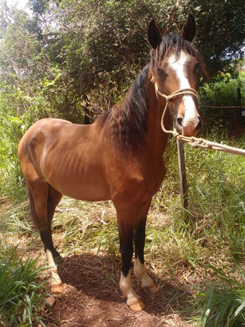 TV Paraguaçu - Cavalo é encontrado abandonado, com grande