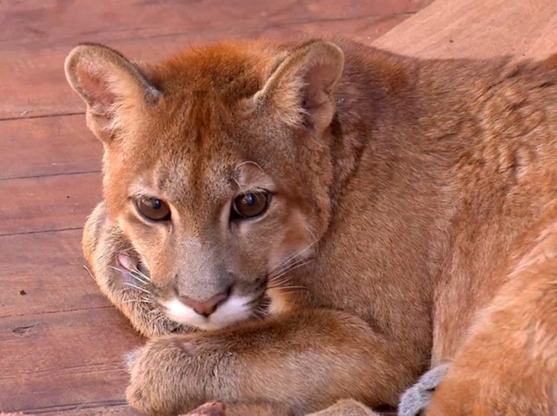 Número de animais silvestres socorridos aumenta em época de queimadas