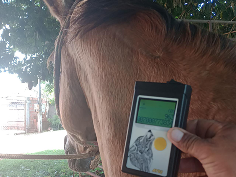 Meio Ambiente e Agricultura da Prefeitura faz esclarecimentos sobre uso de Microchips em Cavalos