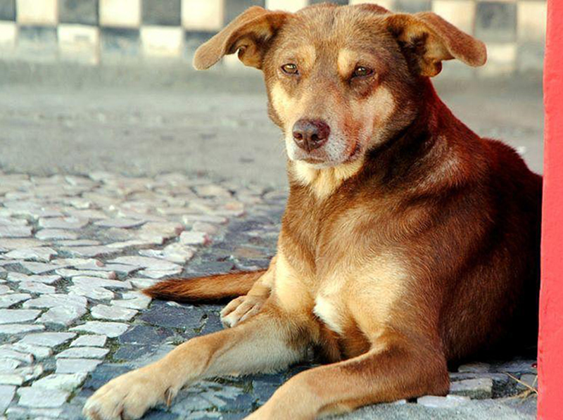 Vem aí a 1ª Semana Animal de Paraguaçu Paulista