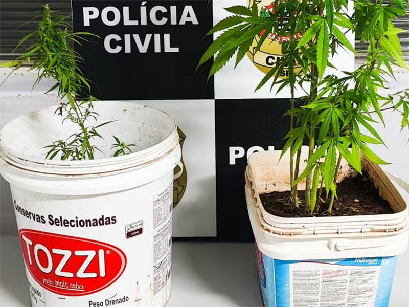 Polícia é acionada para atender briga de casal e prende homem com pés de maconha, em Prudente