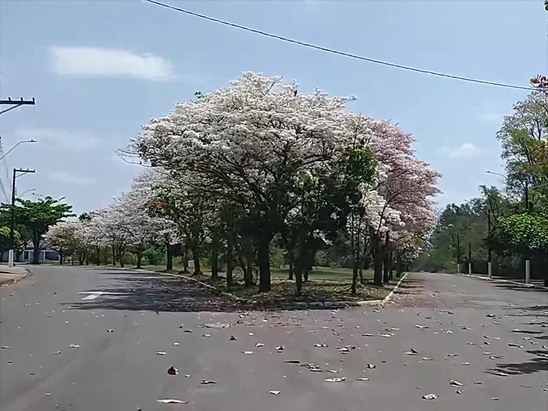 Florada do ipê branco encanta em praça de Paraguaçu Paulista