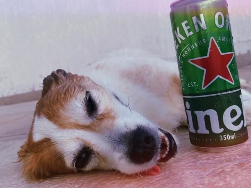 Jovem é multada por dar bebida alcoólica a cachorro e publicar a ação nas redes sociais, em Epitácio