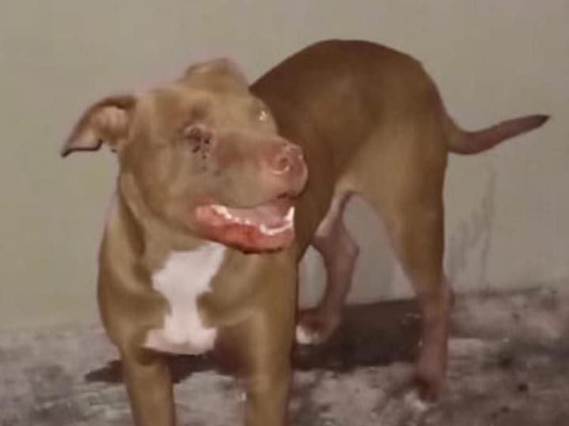 Cachorro Pitbull resgatado na Barra Funda ainda não encontrou o dono