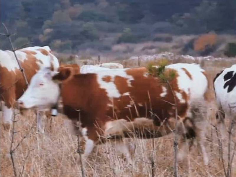 Prefeitura realiza recolhimento de animais de grande porte soltos pelas vias públicas