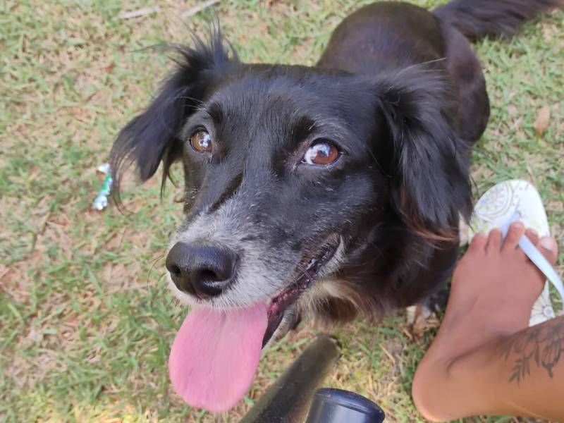 Família procura por cãozinho desaparecido no Loteamento Rancho Alegre