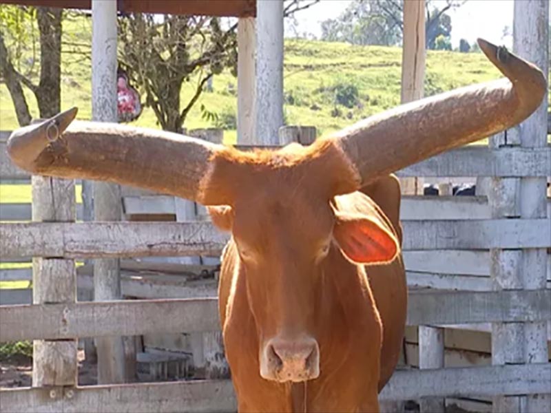 Bois deixam de ser abatidos pelo tamanho dos chifres e desfilam em rodeio na região