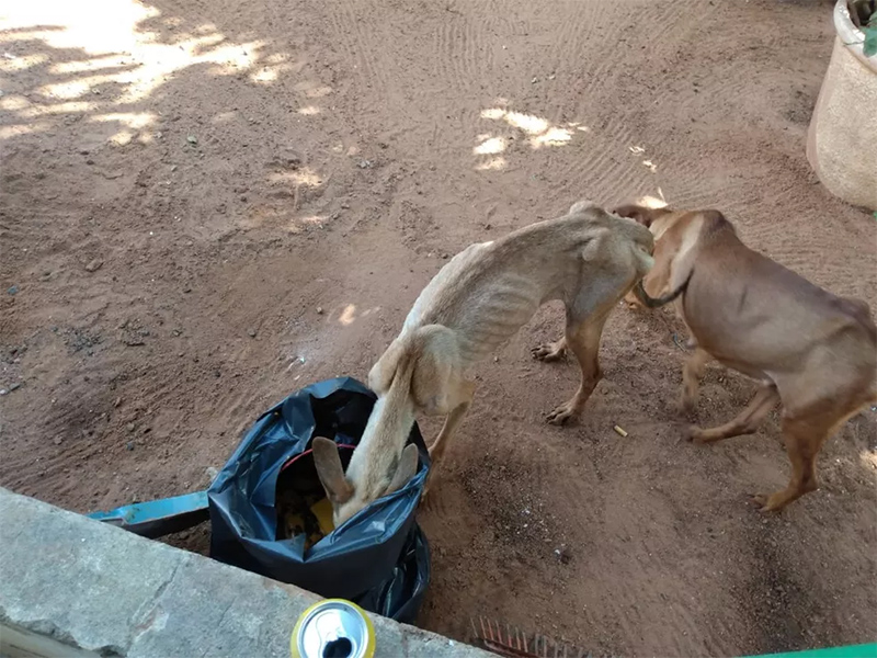 Cachorros e gatos são resgatados sem água e alimentação adequada pela Polícia Ambiental de Tupã