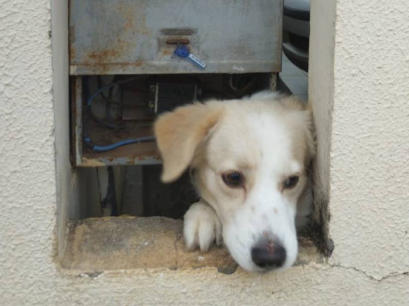 Região tem mais de 12 mil alertas de imóveis com cães e Energisa previne ataques a leituristas