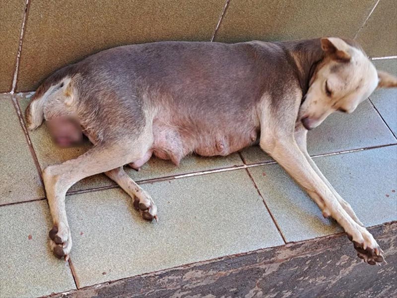 Após denúncia, Polícia Ambiental autua homem em R$ 3 mil por maus-tratos a cachorra em Iepê