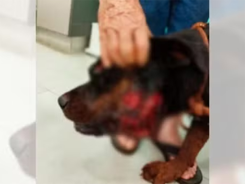 Onça-parda mata pit bull e fere rottweiler que protegiam sítio em Palmital