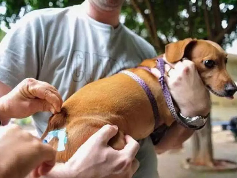 Nesta semana tem vacinação contra raiva em cães e gatos em Paraguaçu