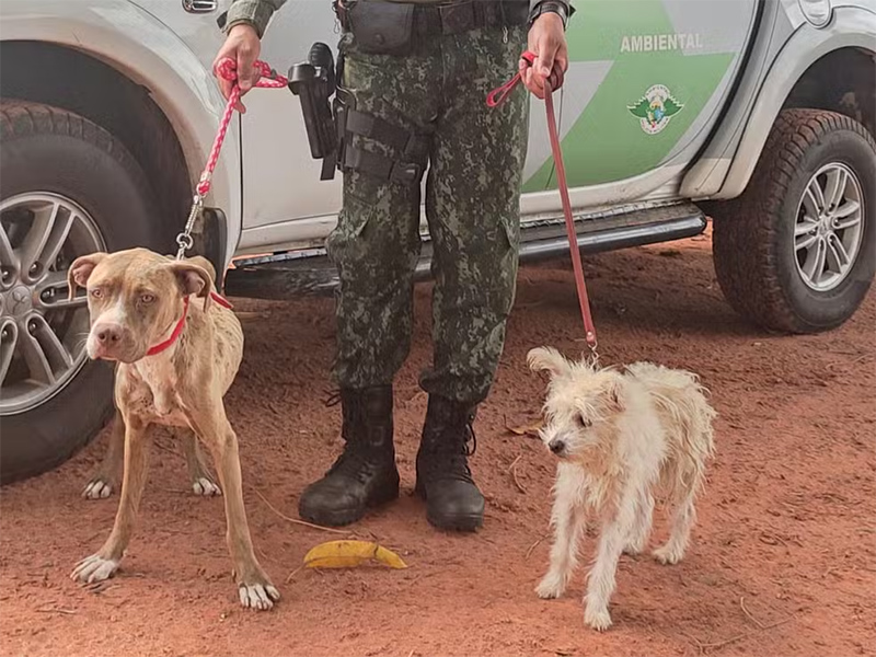 Mulher leva multa de R$ 6 mil e responderá criminalmente por maus-tratos a cães em Martinópolis