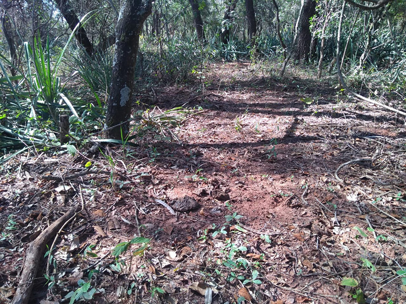 Propriedade rural de Paraguaçu é multada por danificar vegetação nativa