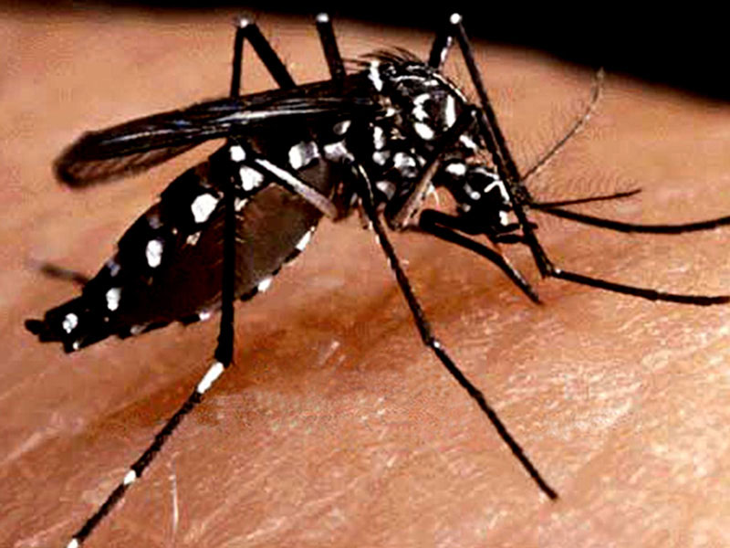 Tempo quente aumenta a preocupação com a dengue em Paraguaçu