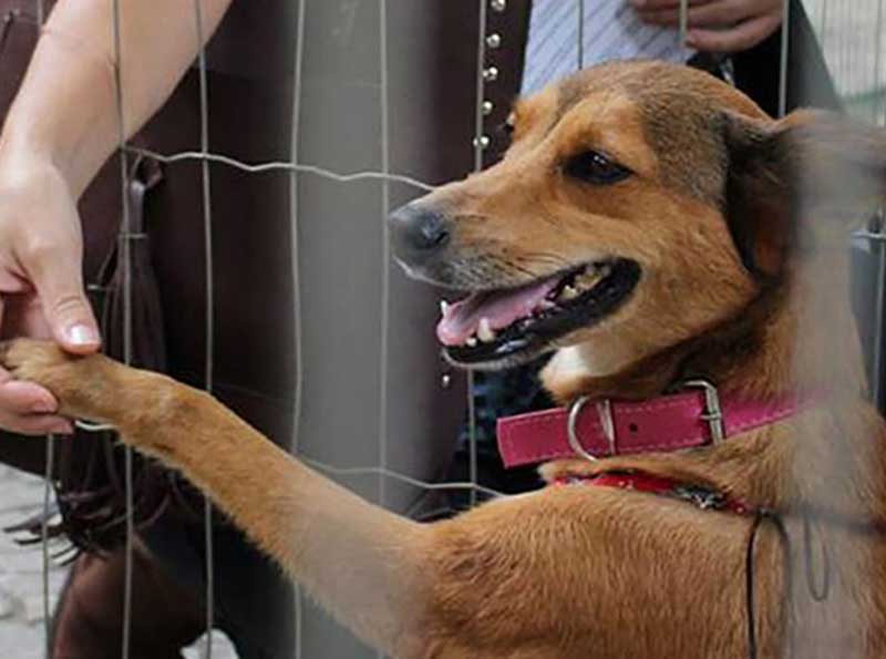 Pesquisa em Paraguaçu Paulista faz levantamento sobre abandono de animais