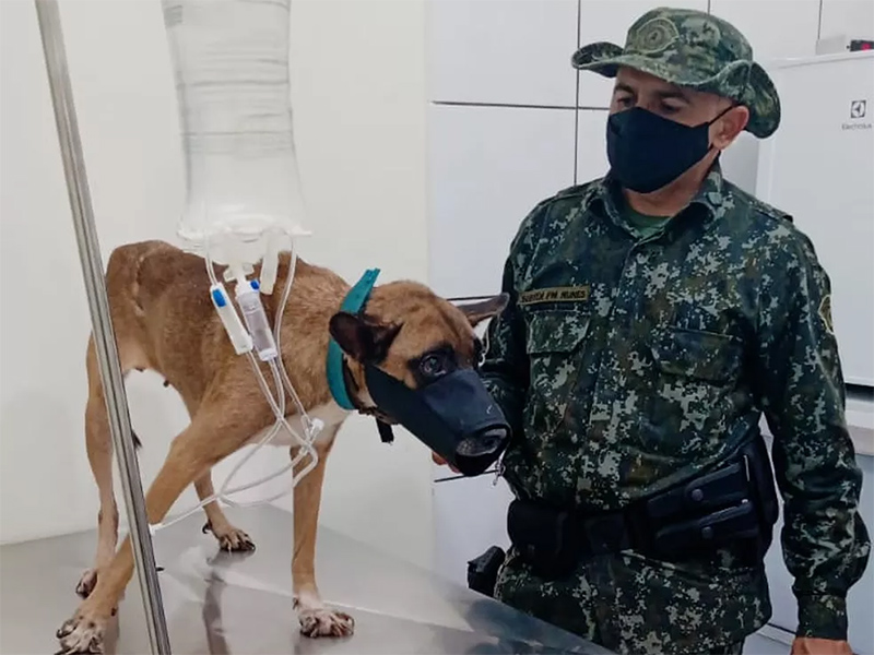 Inquérito policial apura denúncia de maus-tratos e suposto abuso sexual contra cadela, em Rosana