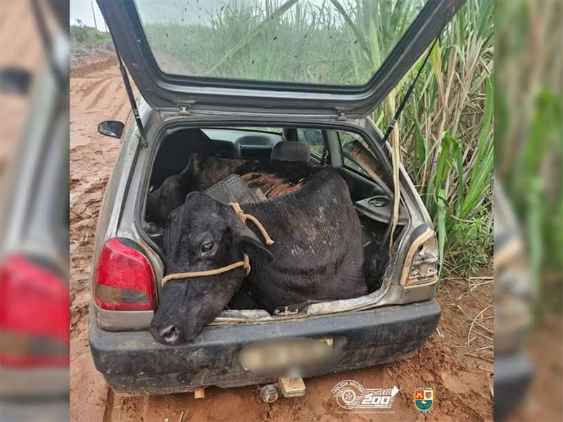 Criminosos furtam bovino e tentam fugir com animal no porta-malas de carro furtado no interior de SP