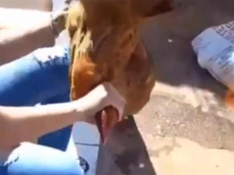 Enfermeira recebe multa de R$ 6 mil após aparecer em vídeo matando frango em Osvaldo Cruz