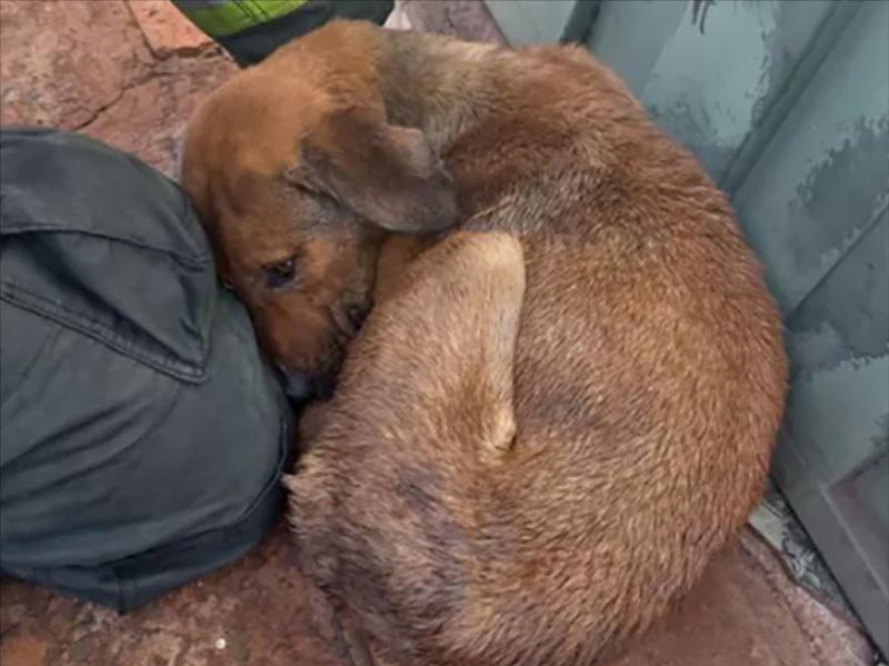 Cachorros são resgatados com hematomas e sem comida e água em Cândido Mota (SP)