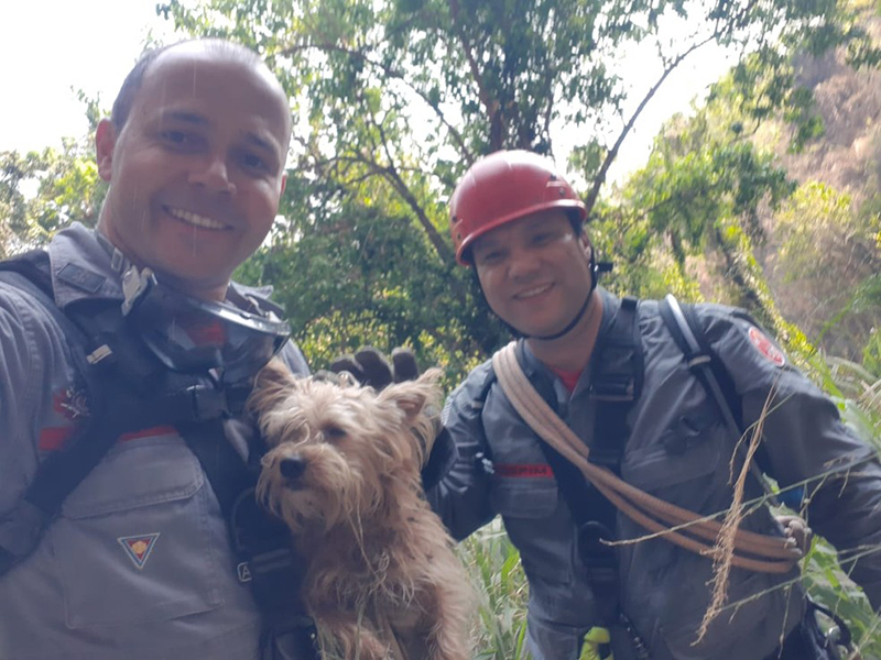 Cão é resgatado cinco dias após cair em vale de 50 metros em Marília
