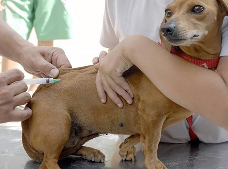 Vacinação contra raiva em cães e gatos será realizada uma vez por mês em Paraguaçu