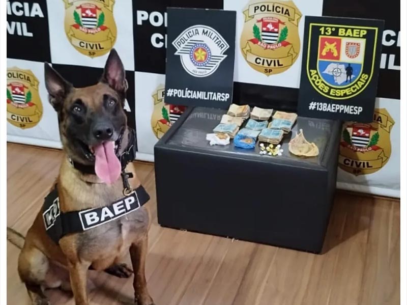 Cão farejador ajuda na apreensão de drogas e dinheiro em Ourinhos