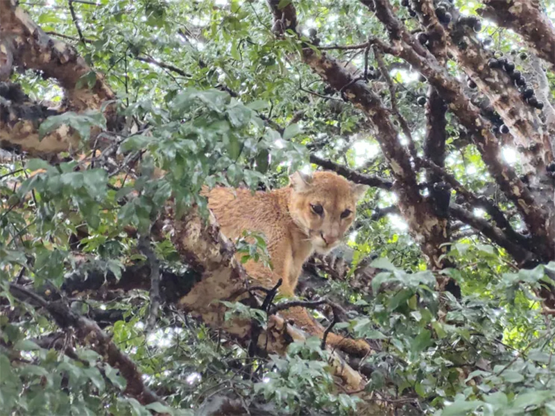 Onça-parda escondida em árvore é resgatada em quintal de casa em Florínea