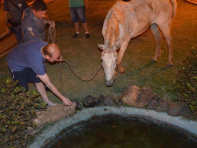 Cavalo é encontrado em situação de maus-tratos em Tupã