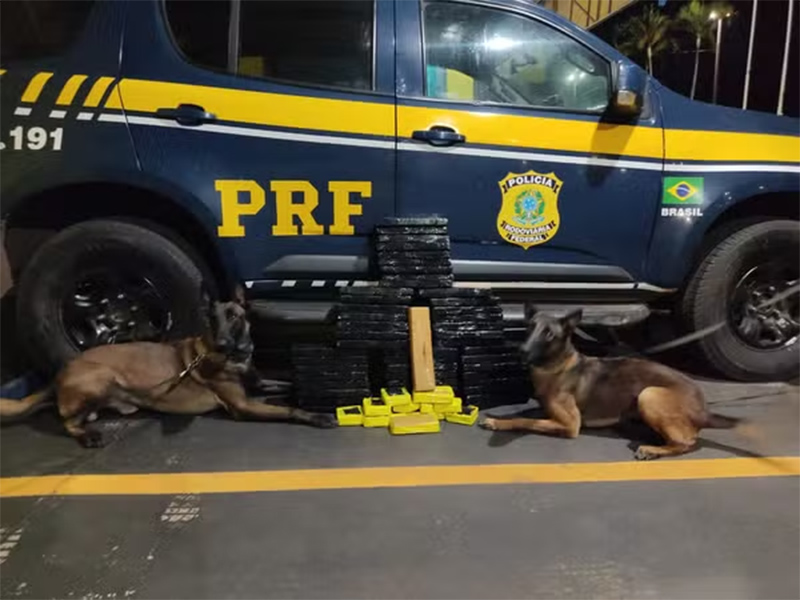 Cães farejadores localizam 44 kg de maconha escondidos em carro em Ourinhos