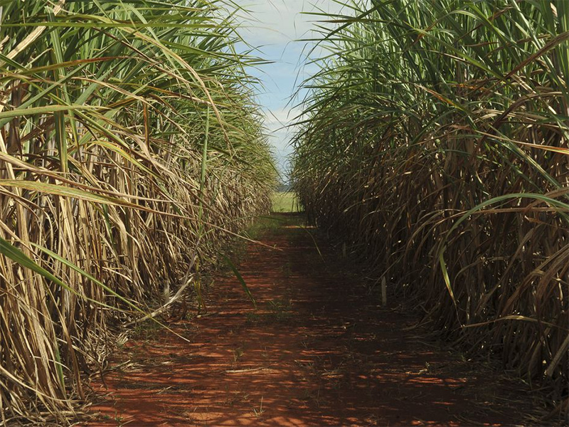 Pesquisadores descobrem compostos que inibem fungo que ataca canaviais