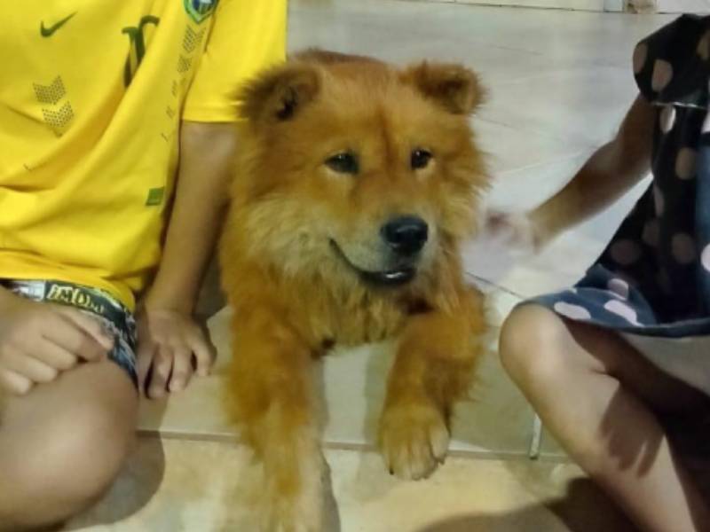 Família procura por cachorrinha Chow Chow desaparecida desde o dia 24