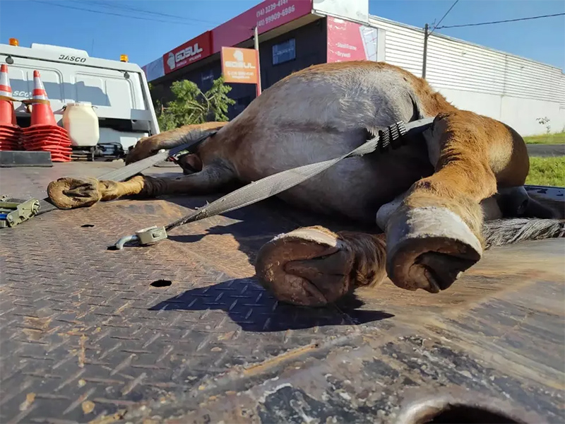 Van da prefeitura que levava passageiros para hemodiálise mata burro atropelado em Bauru