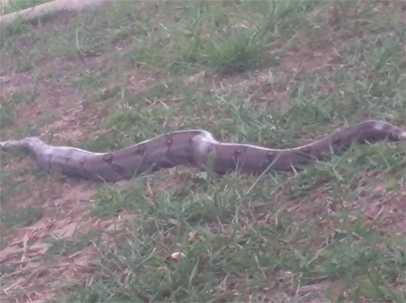 Vídeo registra jiboia passeando pelo balneário de Paraguaçu Paulista