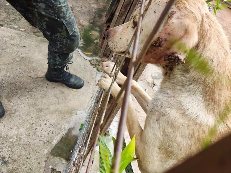 Polícia Ambiental resgata cachorra vítima de maus-tratos, infestada de carrapatos, em Prudente