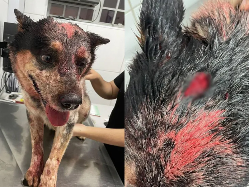 Cachorro é esfaqueado e queimado após briga entre vizinhos em Bauru