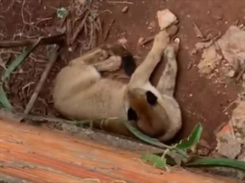 Homem que saía para trabalhar encontra onça parda 'descansando' em quintal de casa em Florínea