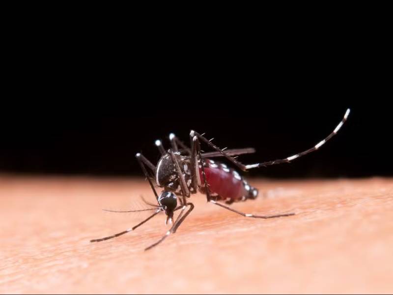 Paraguaçu Paulista tem 1.029 casos confirmados de dengue