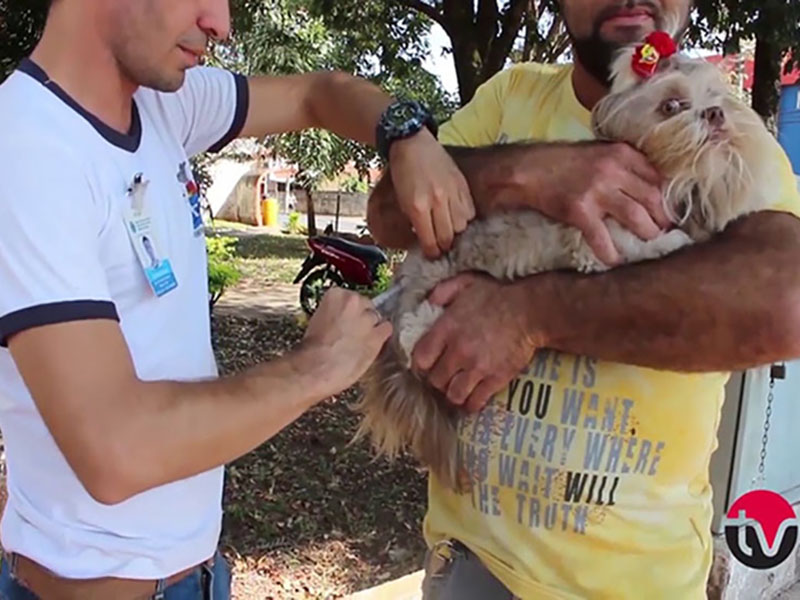 Dia 27 de abril tem vacinação contra a raiva em cães e gatos em Paraguaçu