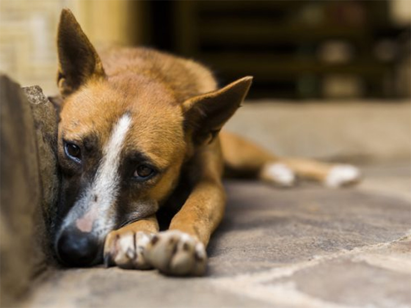 Governo Federal sanciona lei que proíbe eutanásia de cães e gatos de rua