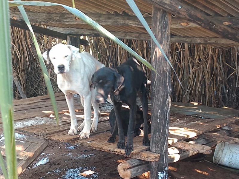 Cães são resgatados com sinais de maus-tratos em Tupã
