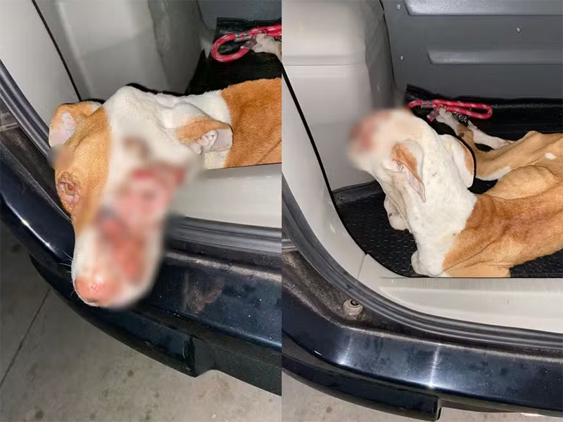 Pitbull é resgatado com sinais de desnutrição e feridas no focinho em Marília