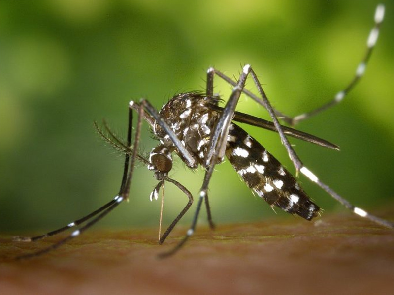 Brasil tem 254 mil casos de chikungunya; doença matou 161 este ano