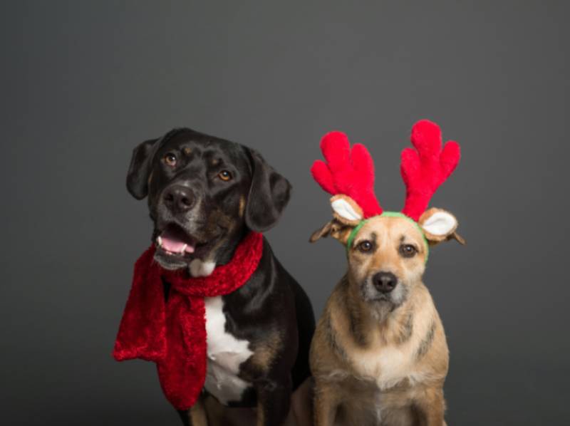 Confira 4 dicas essenciais para cuidar dos pets nas festas de final de ano e nas férias