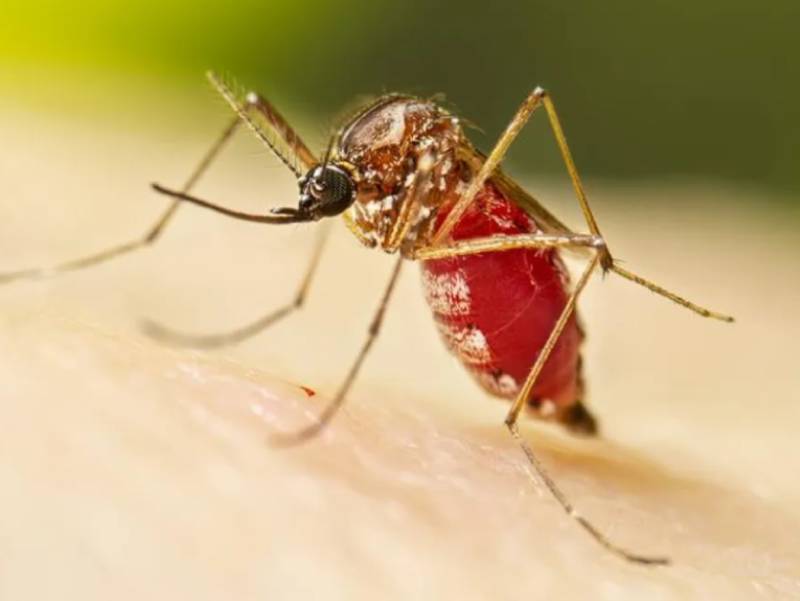 Assis registra primeira morte por dengue em 2024; imunização no município começa nesta quinta-feira