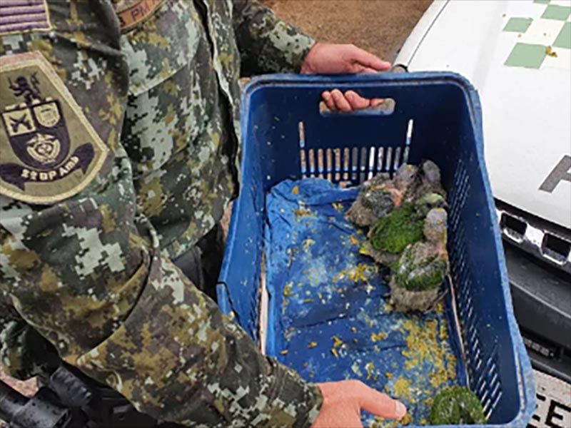 Polícia Ambiental flagra venda e maus-tratos de papagaios em Jaú