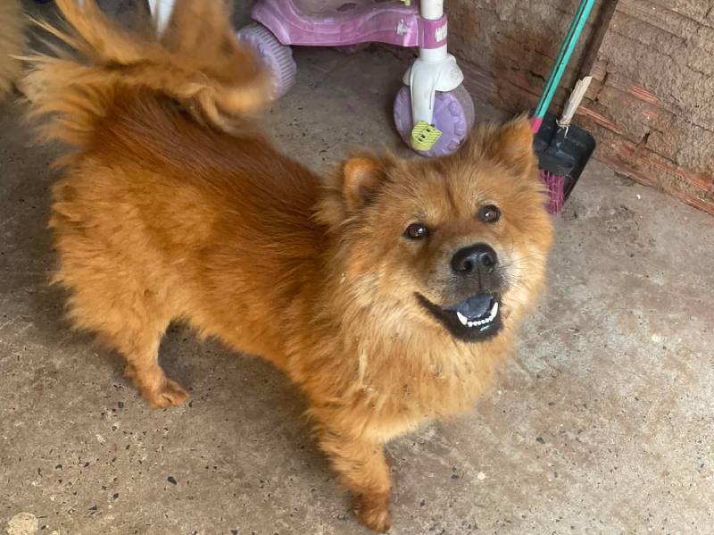 Após vários dias desaparecida cachorrinha Chow Chow Nairobe é encontrada pela família