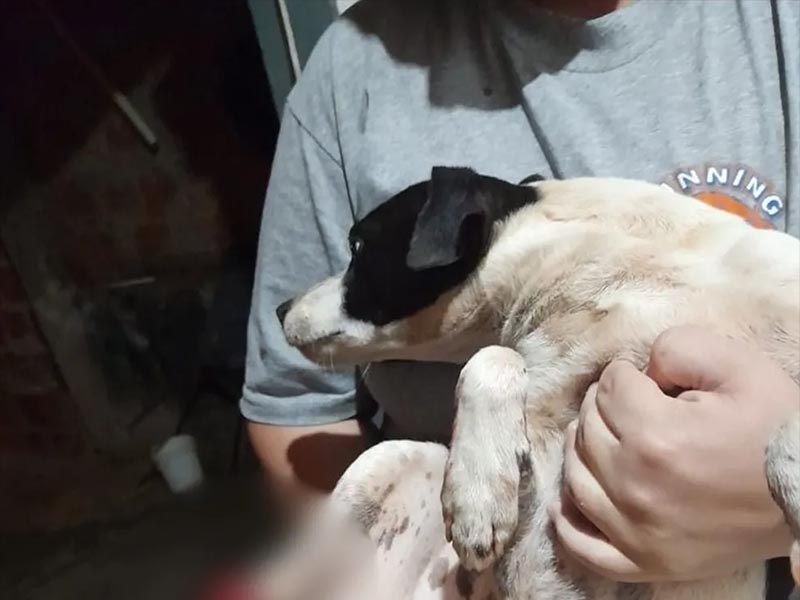 Tutora encontra cachorro com patas decepadas no interior de SP; animal precisou ser sacrificado