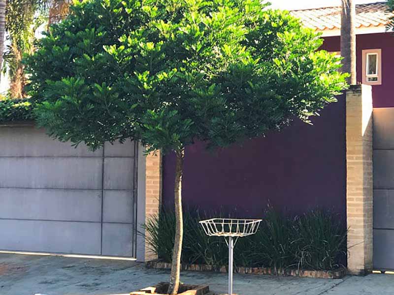 Prefeitura de Paraguaçu fornece mudas para arborização urbana e para áreas verdes