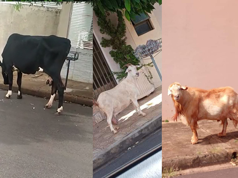 Morador flagra visitantes inusitados em sua rua no centro de Paraguaçu